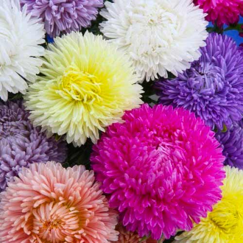 Астра Леди Корал, смесь окрасок изображение 1 артикул 65794