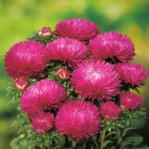 Астра Леди Корал темно-красная, семена изображение 2 артикул 66010