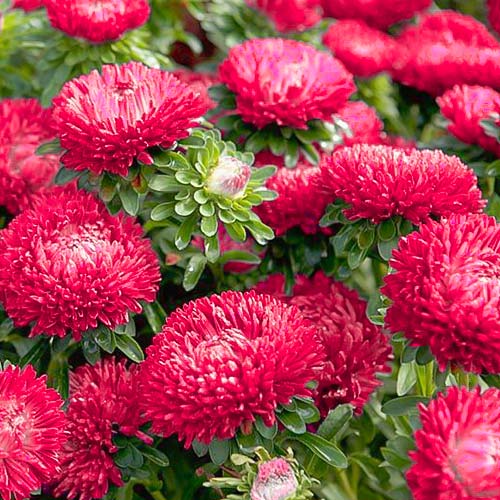 Астра Леди Корал тёмно-красная изображение 1 артикул 81293