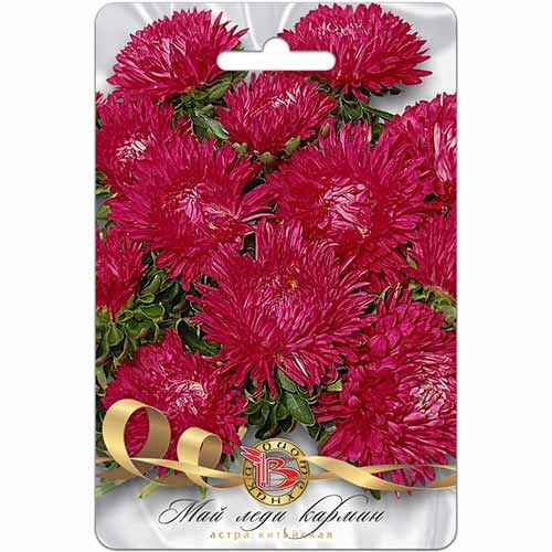 Астра Май Леди Кармин Биотехника изображение 1 артикул 84601