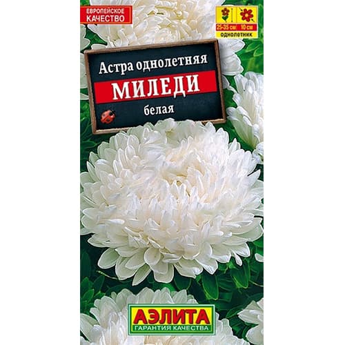 Астра Миледи белая Аэлита изображение 1 артикул 40282