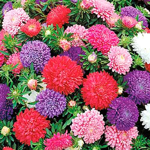 Астра Миледи, смесь окрасок изображение 1 артикул 66193