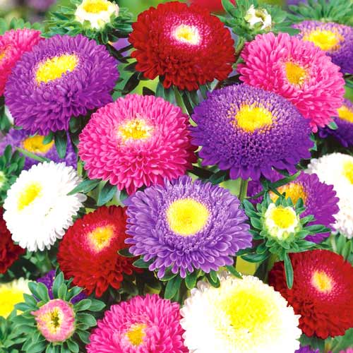 Астра Монтесума, смесь окрасок изображение 1 артикул 78116