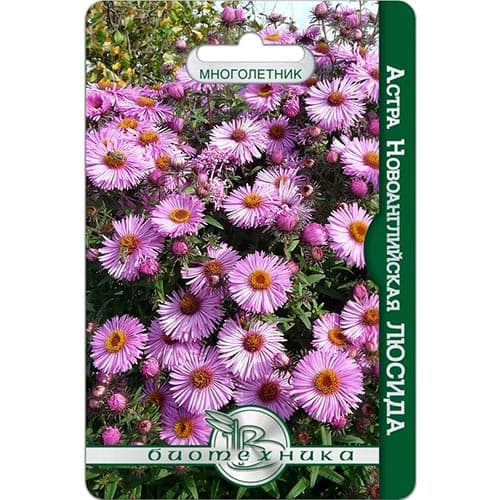 Астра ново-английская Люсида Биотехника изображение 1 артикул 91549