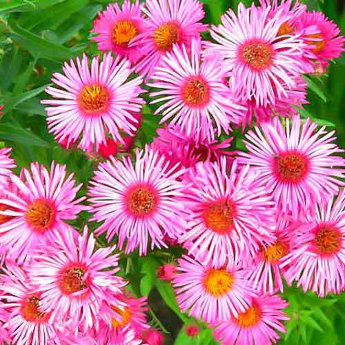 Астра новоанглийская Баррс Пинк изображение 1 артикул 68615