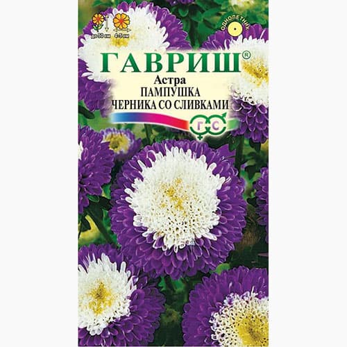 Астра Пампушка черника со сливками Гавриш изображение 1 артикул 97590