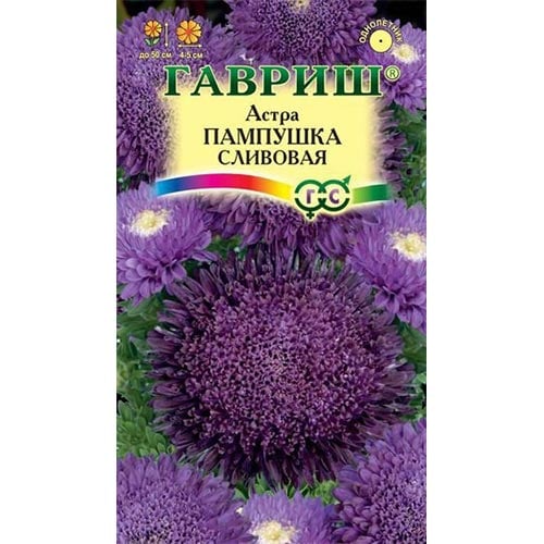 Астра Пампушка сливовая Гавриш изображение 1 артикул 91937