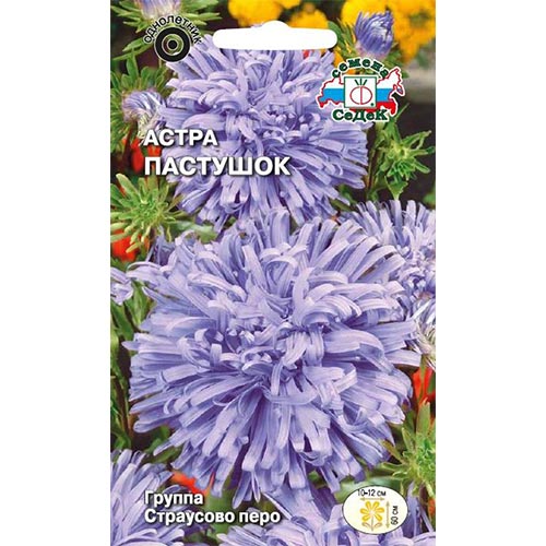 Астра Пастушок Седек изображение 1 артикул 93648