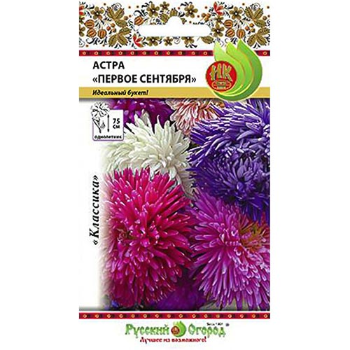 Астра Первое сентября, смесь окрасок НК изображение 1 артикул 94879