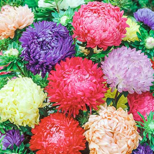 Астра Пионовидная, смесь окрасок изображение 1 артикул 78117