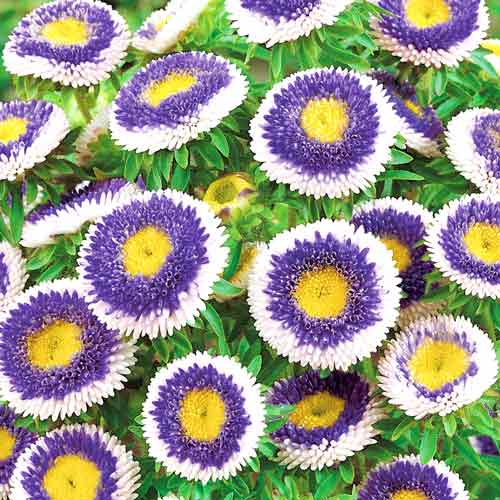Астра помпонная Голубая луна артикул фото 1 Астра помпонная Голубая луна изображение 1 артикул 66155