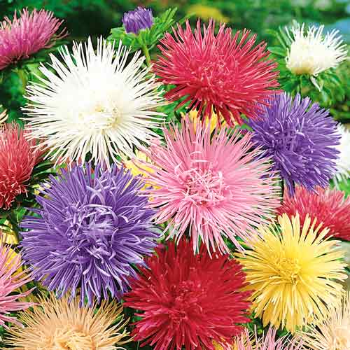 Астра Принетте, смесь окрасок изображение 1 артикул 66195