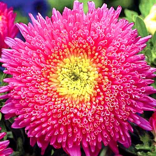 Астра Букет пурпурный, семена изображение 1 артикул 66007