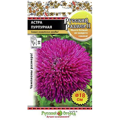 Астра Русский Размер II Пурпурная НК изображение 1 артикул 94880