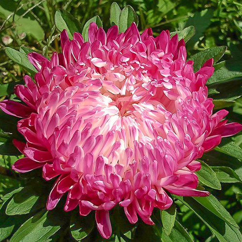 Астра Седая дама красная Premium Seeds изображение 1 артикул 83883