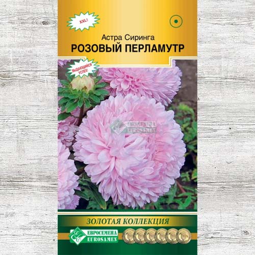 Астра Сиринга Розовый перламутр изображение 1 артикул 83443