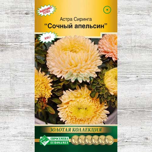 Астра Сиринга Сочный апельсин изображение 1 артикул 83446