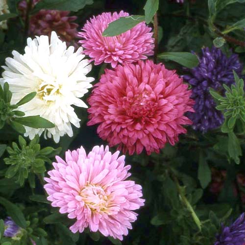 Астра Тауэр Лесные ягоды, смесь окрасок изображение 1 артикул 71413