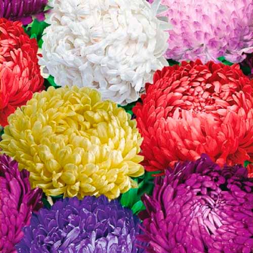 Астра Тауэр Лунная дорожка, смесь окрасок изображение 1 артикул 65799