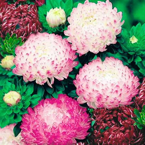 Астра Тауэр Морские брызги, смесь окрасок изображение 1 артикул 65800