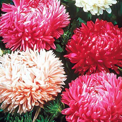 Астра Тауэр Рубиновый кубок, смесь окрасок артикул фото 1 Астра Тауэр Рубиновый кубок, смесь окрасок изображение 1 артикул 71417