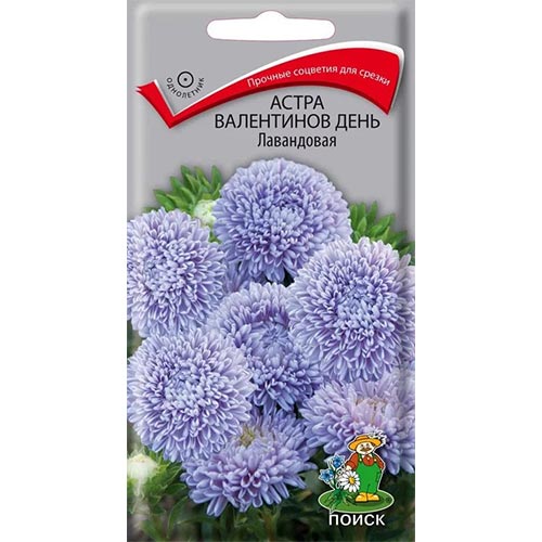 Астра Валентинов день Лавандовая Поиск изображение 1 артикул 92874