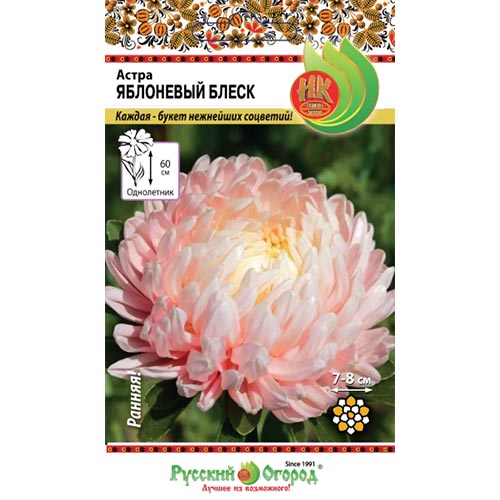 Астра Яблоневый блеск НК изображение 1 артикул 92455