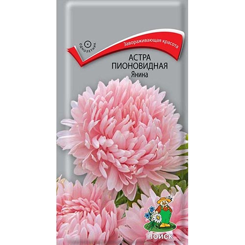 Астра Янина Поиск изображение 1 артикул 92894