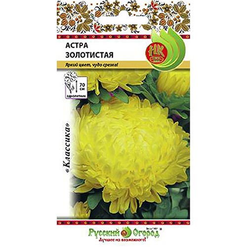 Астра Золотистая НК изображение 1 артикул 92425