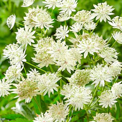 Астранция Вайт изображение 1 артикул 70350