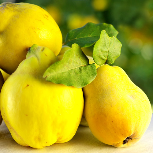 Айва крупноплодная Янтарная изображение 1 артикул 8650