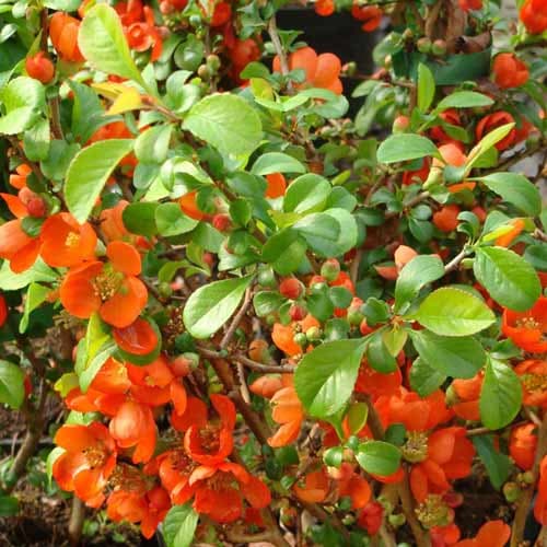 Айва японская Клементина артикул фото 1 Айва японская Клементина изображение 1 артикул 9288