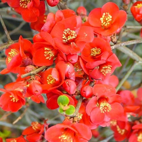 Айва великолепная Кримсон энд Голд изображение 1 артикул 01005