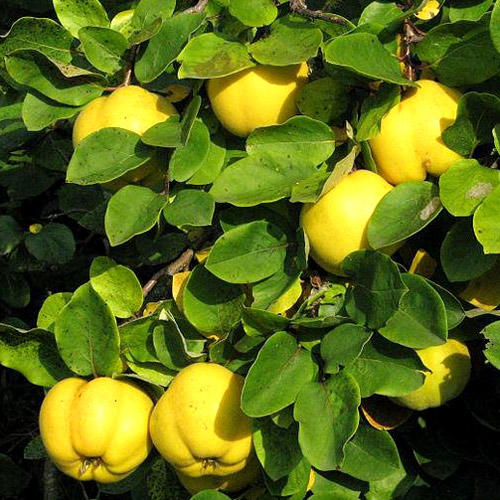 Айва японская Рубра изображение 3 артикул 9201