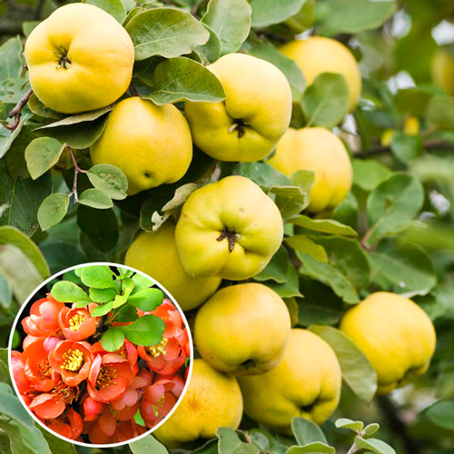 Айва японская изображение 1 артикул 8400