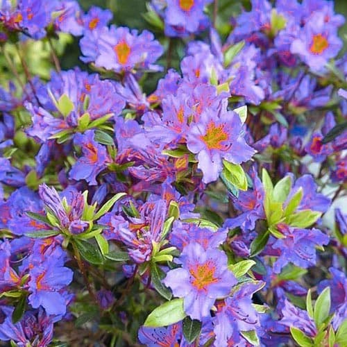 Азалия Блю изображение 1 артикул 76685