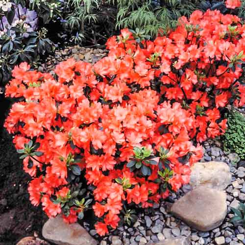 Азалия Гейша Оранж изображение 1 артикул 9553