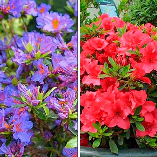 Азалия, микс изображение 1 артикул 76706