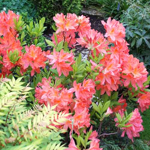 Азалия Паркфейер артикул фото 1 Азалия Паркфейер изображение 1 артикул 4799