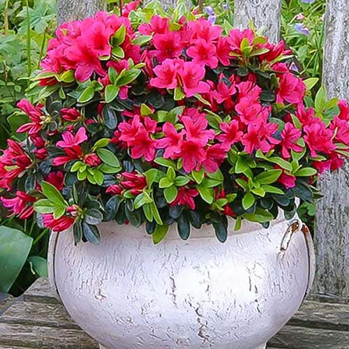 Азалия Пинк артикул фото 1 Азалия Пинк изображение 1 артикул 76684