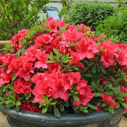 Азалия Ред изображение 1 артикул 76682