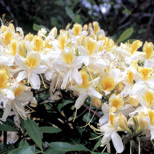 Азалия Сильвер Слиппер изображение 1 артикул 2500