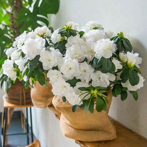 Азалия Вайт изображение 1 артикул 76683