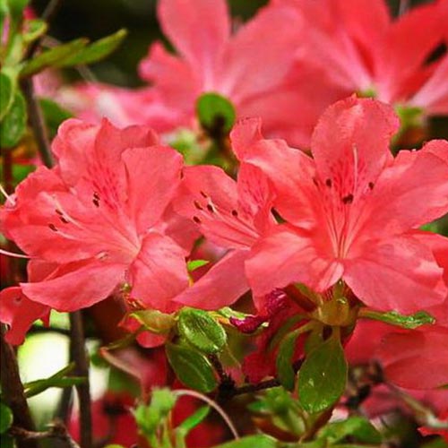 Азалия японская Эдди Вери изображение 1 артикул 01004