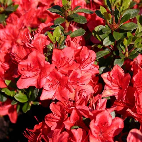 Азалия японская Фридолайн артикул фото 1 Азалия японская Фридолайн изображение 1 артикул 01003