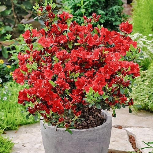 Азалия японская Maruschka изображение 1 артикул 9000