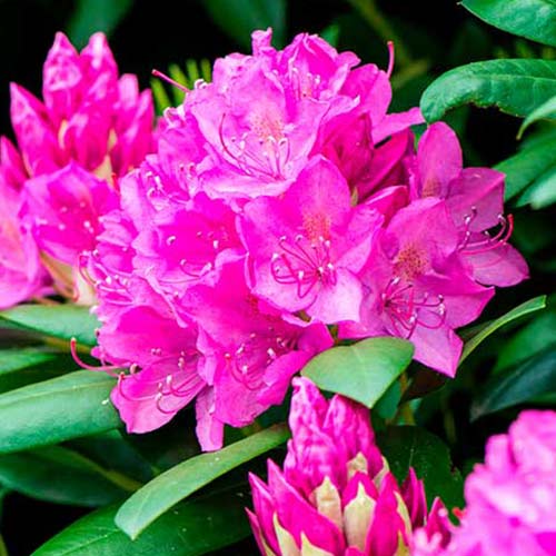 Азалия японская Пурпуртраум артикул фото 1 Азалия японская Пурпуртраум изображение 1 артикул 01002