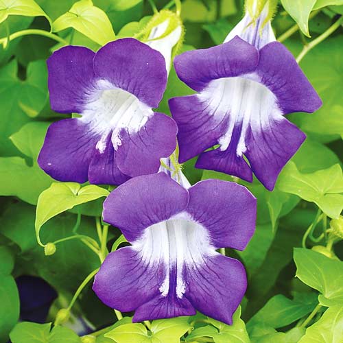 Азарина Музыка ветра артикул фото 1 Азарина Музыка ветра изображение 1 артикул 71106