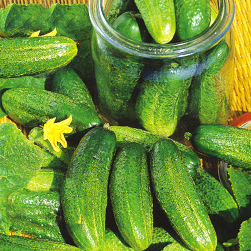 Огурец  Баночный F1, семена изображение 1 артикул 5918