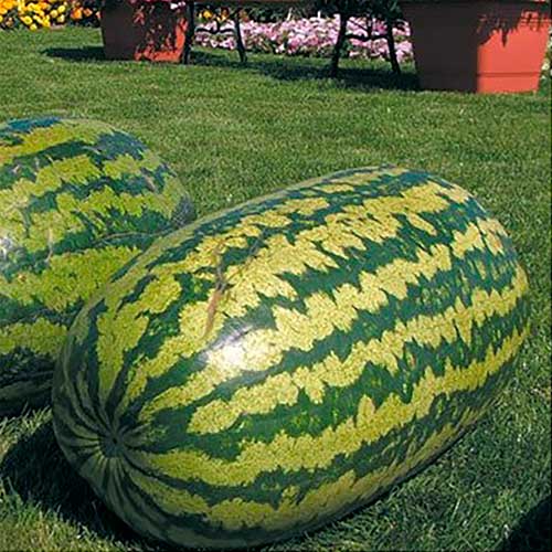 Арбуз РР, семена изображение 1 артикул 77.9073